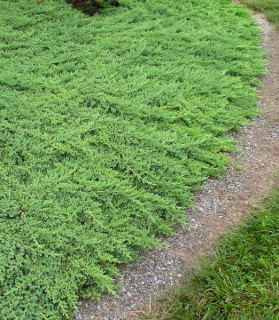 Juniperus procumbens 'Nana'